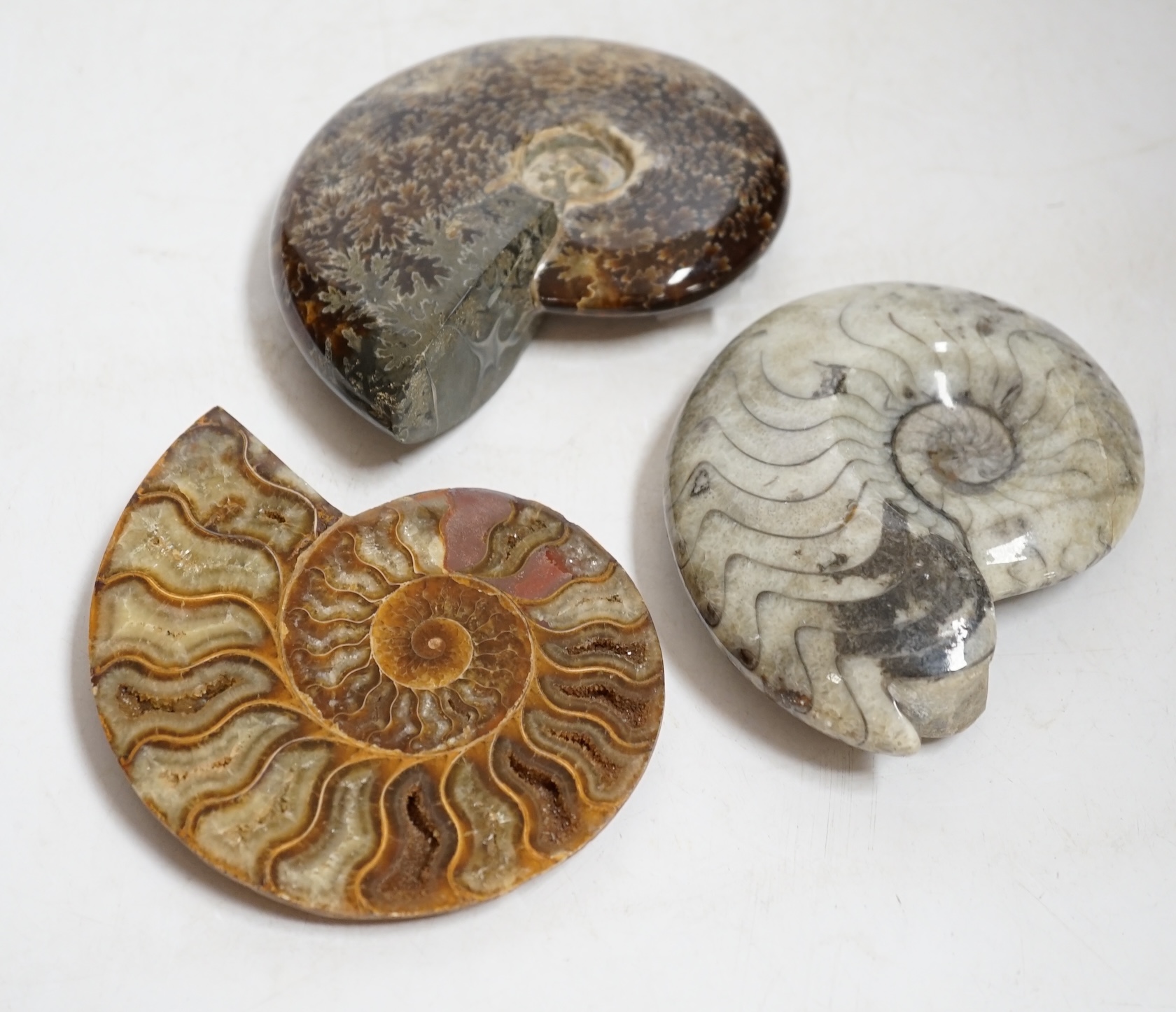 Three polished ammonite fossils, largest 14cm wide. Condition - fair to good